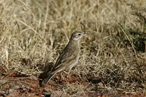 Richard's / Australian Pipit Sewage Ponds, Alice Springs, Northern Territory, Australia