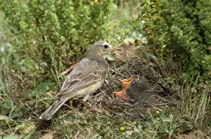 Richard's Pipit