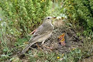 Richard's Pipit