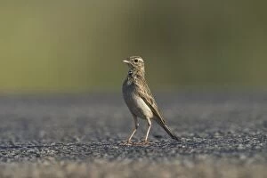 Richards Pipit standing on the road