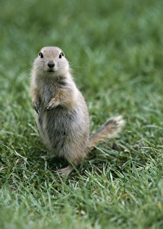 Images Dated 28th July 2004: Richardson's Ground Squirrel