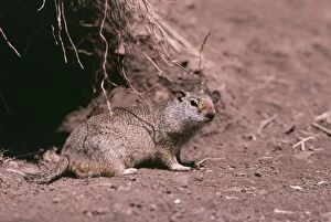 Images Dated 28th July 2004: Richardson's Ground Squirrel North America
