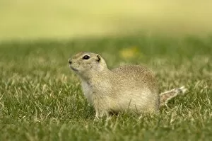 Images Dated 1st October 2007: Richardson's Ground Squirrel Side view with head up in alert posture Montana. USA