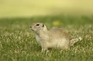 Richardson's Ground Squirrel Side view with head up in alert posture Montana. USA