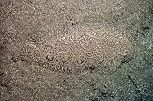 Defence Prints: Righteye Flounder - These fish have amazing camouflage
