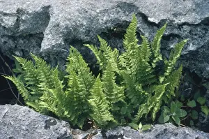 Cumbria Prints: Rigid Buckler Fern - limestone pavement rarity Cumbria Formerly known as: Dryopteris uillarii