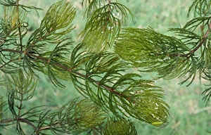 Images Dated 12th March 2007: Rigid Hornwort - Aquatic Flower