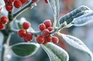 Rimed berries of the holly - Frosted