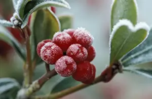 Rimed, frosted berries