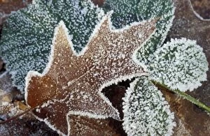 Images Dated 1st February 2005: Rimed Oak Leaf - with frost Staphorst forest, The Netherlands