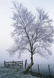 Gates Prints: Rimed Tree