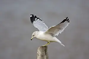 Ring Billed Prints: Ring-billed Gull
