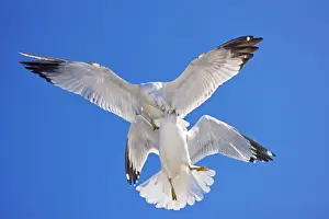 Attacking Prints: Ring-billed Gull - Adult Fighting in air - Most commonly seen gull - especially inland New York - USA