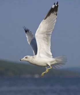 Ring-billed Gull - Adult flying over lake