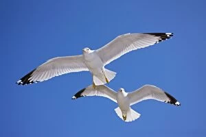Ring-billed Gull - Adult soaring - Most commonly seen gull - especially inland