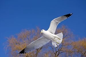 Images Dated 25th March 2008: Ring-billed Gull - Adult soaring - Most commonly seen gull - especially inland New York - USA