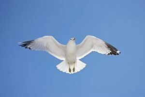 Images Dated 26th March 2008: Ring-billed Gull - adult soaring - Most commonly seen gull - especially inland New York - USA