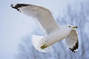 Ring Billed Prints: Ring-billed Gull - Adult soaring - Most commonly seen gull - especially inland New York - USA