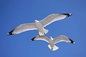 Ring-billed Gull - Adult soaring - Most commonly seen gull - especially inland New York - USA
