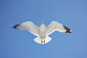 Ring-billed Gull - adult soaring - Most commonly seen gull - especially inland New York - USA