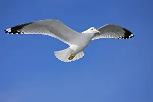 Ring-billed Gull - Adult soaring - Most commonly seen gull - especially inland New York - USA