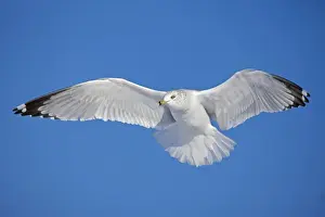 Ring-billed Gull - adult soaring in flight - New York - USA