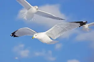 Ring-billed Gull - adult soaring in flight - New York - USA