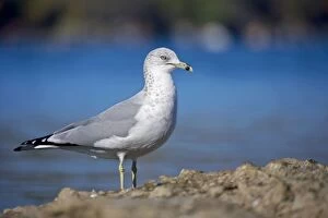 Ring-billed Gull - Adult standing on rock by lake - Most commonly seen gull - especially inland