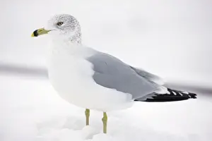 Gulls Prints: Ring-billed Gull - adult standing in snow - New York - USA