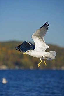 Images Dated 23rd October 2007: Ring-billed Gull - adult taking off from lake - Most commonly seen gull - especially inland New