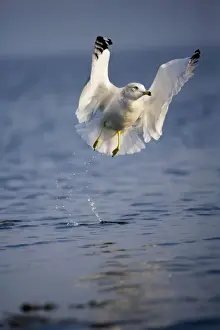 Ring-billed Gull - Adult taking off from lake - Most commonly seen gull - especially inland New York - USA