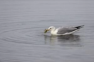 Ring-Billed Gull with crab