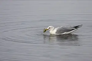 Ring-Billed Gull with crab Ding Darling NWR, florida, USA BI000539