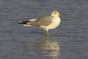 Ring-Billed Gull Estero Lagoon, florida, USA BI000543