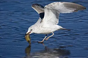 Ring-billed Gull - in first winter plumage with fish. Connecticut in January