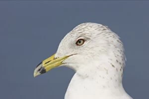 Ring-Billed Gull - head shot winter plumage