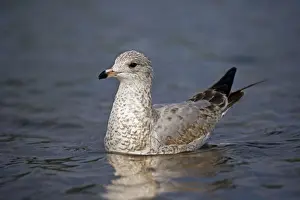 Juveniles Prints: Ring-billed Gull Juvenile - Taking off from lake - Most commonly seen gull - especially inland New York - USA