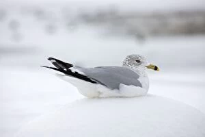 Ring-billed Gull in snow