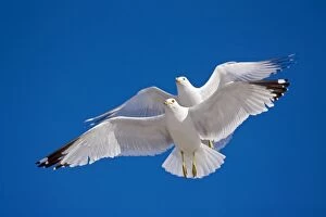 Ring-billed Gulls - 2 adults soaring - Most commonly seen gull - especially inland
