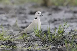 Ring-necked Dove ( Ring-necked Cape Turtle Dove )