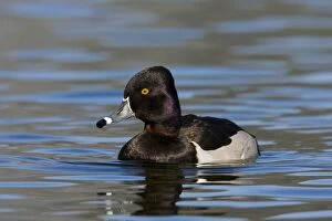 Images Dated 1st March 2007: Ring-necked Duck