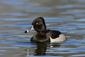 Ring-necked Duck