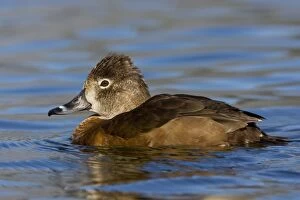 Images Dated 1st March 2007: Ring-necked Duck