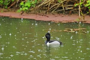 Ring-necked Duck - drake in rain