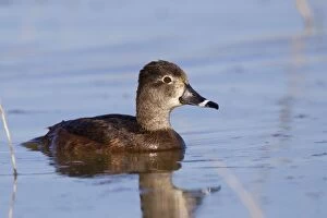 Images Dated 16th March 2010: Ring-necked Duck - female