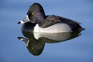 Images Dated 19th January 2008: Ring-necked duck - male Breeds in Central and Northern US, southern Canada, Alaska