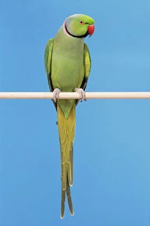 Parrots Collection: Ring-necked Parakeet