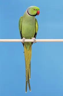 Ring-necked PARAKEET