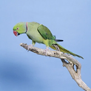 Images Dated 15th July 2004: Ring-necked Parakeet