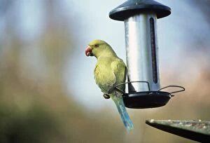 Ring-necked Parakeet - on bird feeder